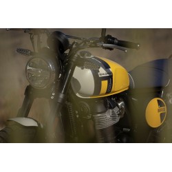 Bear 650 Wild Honey