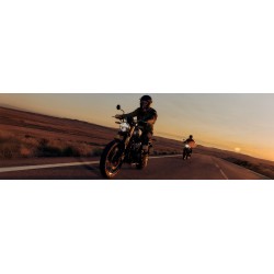 Bear 650 Broadwalk White